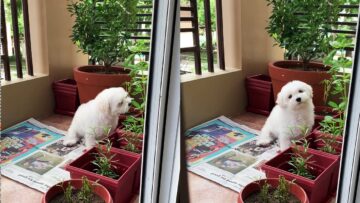 Adorable-Maltese-Puppy-Sniffs-Plant-You-Wont-Believe-What-Happens.jpg