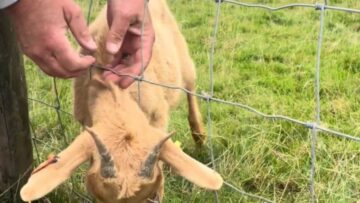 Emotional-rescue-of-baby-goat-trapped-in-fence-will-melt.jpg