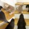 Otters Teach Kitten to Climb Stairs | Adorable