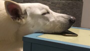 Watch-adorable-dog-struggle-to-find-comfy-spot-on-couch.jpg