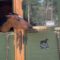 Horses playfully interact in adorable way | Cute