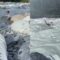Duck Family Battles Strong Currents | Adorable