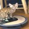 Bengal Kitten Rides Roomba in Adorable Style | Super Cute