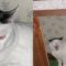 Angry Cat’s Adorable Response to Owner Saying ‘Hi’ | Super Cute