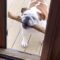 Bulldog struggles to fit giant stick through tight door | Adorable