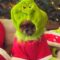 Grinch Puppy Steals Hearts | Adorable
