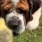 St. Bernard finds happiness with love, chicks & cuteness! | Super Cute