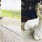 Alpaca’s Hilarious Mishap: Swollen Face Post-Fight | Adorable