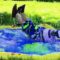 Hilarious Splash Pad Splat! Watch This Kid’s Epic Fail | Try Not to Laugh!