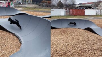 Poodles-Skate-Track-Adventure-Adorable-WooGlobe-Moment.jpg