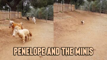 Pug-Chases-Pony-Horses-You-Wont-Believe-How-Cute-the.jpg