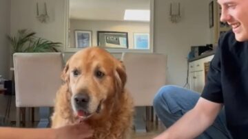 This-Doggo-absolutely-nails-the-Hands-In-Challenge-You-wont.jpg