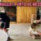 Tiny Skater’s Hilarious Wipeout: Can You Keep a Straight Face? | Try Not to Laugh!