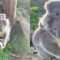 Camera Captures Fascinated Mom and Baby Koala | Super Cute