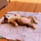 Corgi Puppy Sleeping Upside Down in the Most Adorable Way! | Super Cute