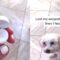 Watch This Dog’s Hilarious AirPods Snack Attack! 🤣 | Try Not to Laugh!