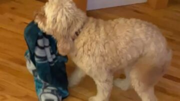 Watch-This-Goldendoodles-Adorable-Pee-leasant-Reaction-to-Human-Brothers-Return.jpg