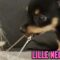 Puppy’s Hilarious Attempt to Swipe Necklace | Adorable