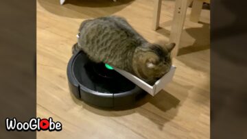 Watch-this-Hilarious-Cat-Riding-a-Vacuum-Cleaner-You-Wont.jpg