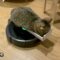 Funny cat rides vacuum cleaner! Watch this cutie in action | Super Cute 🐱