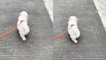Watch-this-adorable-pup-take-the-cutest-walk-ever.jpg