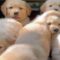A Wholesome Day with Adorable Puppies | Super Cute