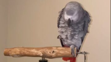 Adorable-African-Grey-Parrot-Has-a-Chatty-Chat-with-Dad.jpg