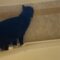 Adorable Cat’s Epic Jump Fail: The Bathroom Escape Chronicles! | Try Not to Laugh