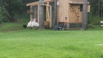 Adorable-Dog-Dives-into-Playtime-with-Playful-Turkeys-A-Joyful.jpg