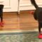 Adorable Dog Frolicking in Socks | Super Cute