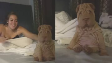 Adorable-Dog-on-Bed-Is-it-Real-or-a-Stuffed.jpg