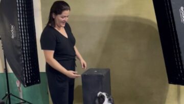 Adorable-Doggos-Silly-Stunt-A-Heartwarming-Mischief-Moment-Heartsome.jpg