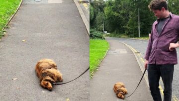 Adorable-Dogs-Hilarious-Standoff-on-Walks-Super-Cute.jpg