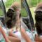 Adorable Little Girl’s Hilarious Encounter with a Hungry Ox at the Drive-Thru Zoo! | Heartwarming