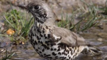 Adorable-Mistle-Thrush-Splashing-in-Water-Puddle-Watch-all.jpg