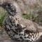 Adorable Mistle Thrush Splashing in Water Puddle | Watch all day! 🐦💦