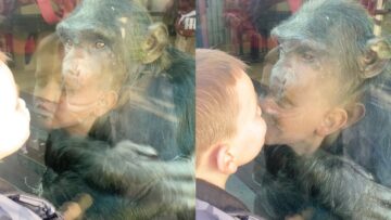 Adorable-Monkey-Shares-a-Sweet-Kiss-with-a-Boy-Through.jpg