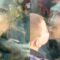 Adorable Monkey Shares a Sweet Kiss with a Boy Through Zoo Glass | Heartwarming