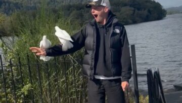Adorable-Pigeons-Choose-Their-Favorite-Human-of-the-Year.jpg