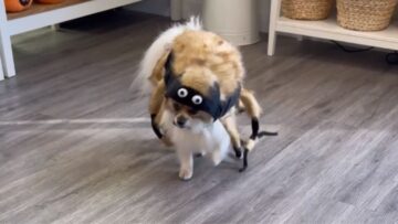 Adorable-Pup-Models-Halloween-Costumes-That-Will-Melt-Your-Heart.jpg