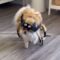 Adorable Pup Models Halloween Costumes That Will Melt Your Heart! | Heartsome