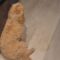 Adorable Pup Only Obeys Mom’s Voice – Heartwarming Moments to Melt Your Heart! | Heartsome