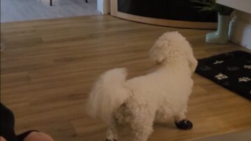 Adorable-Pup-Struts-with-Pride-in-New-Shoes-A.jpg
