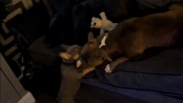 Adorable-Pups-Enjoy-a-Joyful-Playdate-Full-of-Love-and.jpg