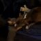 Adorable Pups Enjoy a Joyful Playdate Full of Love and Laughter | Heartsome