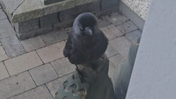 Adorable-Rescue-Crow-Shares-Breakfast-with-Loving-Family-Who-Raised.jpg