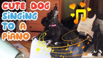 Adorable-dog-serenades-piano-with-heartwarming-song-Super-Cute.jpg