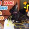 Adorable dog serenades piano with heartwarming song | Super Cute