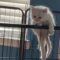 Adorable kitten overestimates its flying skills! | Super Cute 🐱