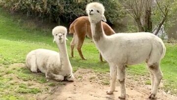 Alpaca-Having-a-Blast-Rolling-in-Dirt-Adorable.jpg